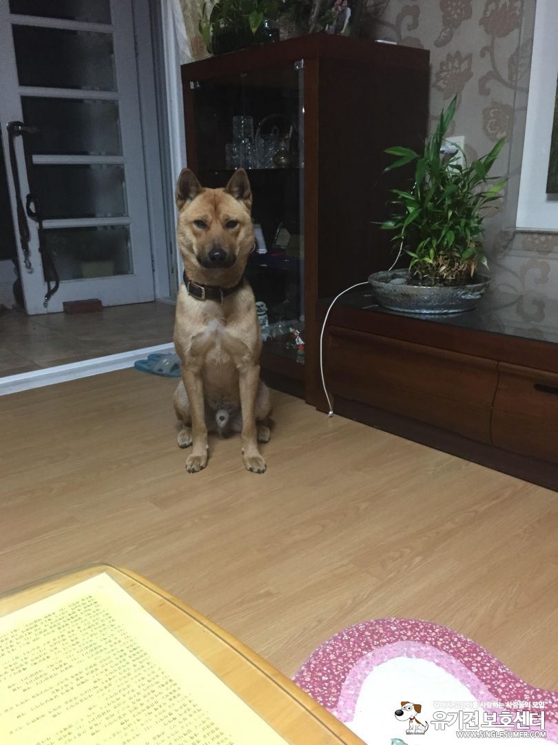 진돗개 찾습니다!! - 강아지 찾아요 - 유기견 보호 센터 - 이미지 2