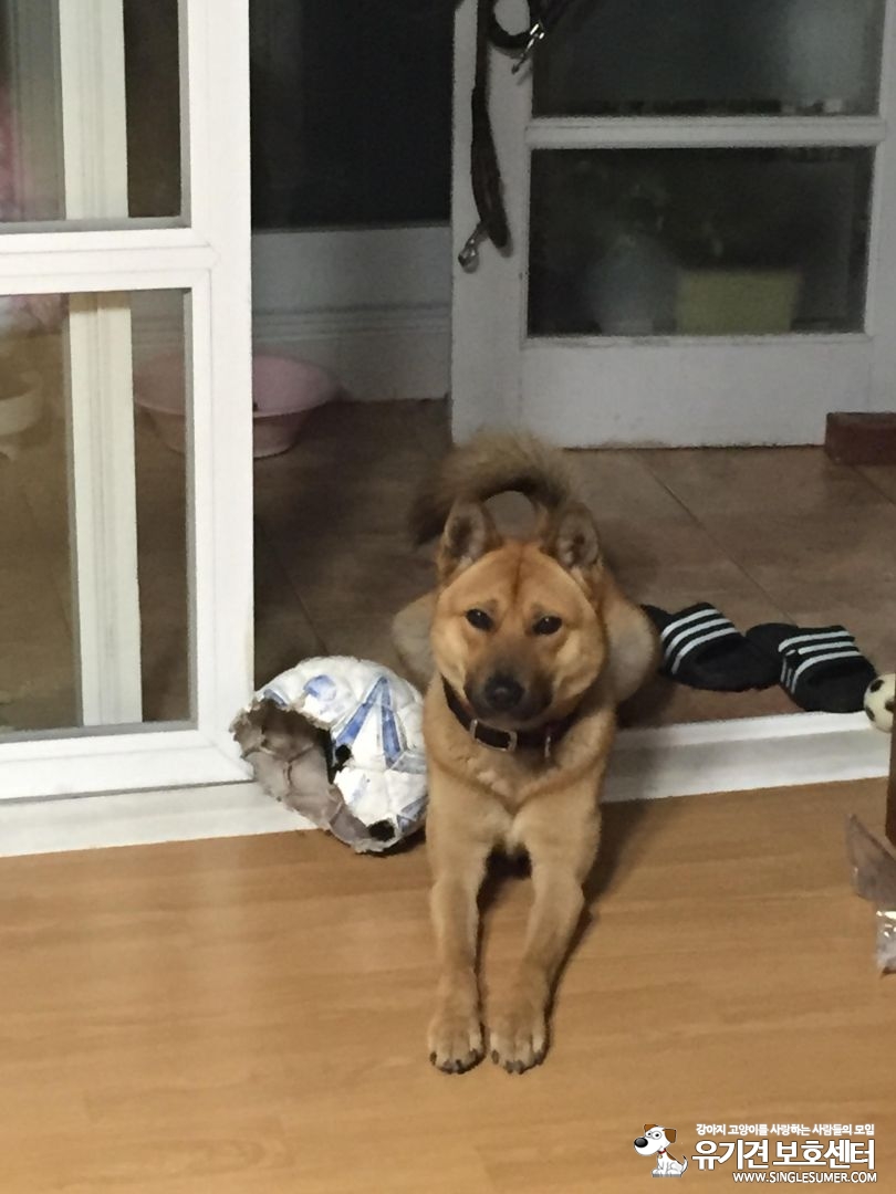 진돗개 찾습니다!! - 강아지 찾아요 - 유기견 보호 센터 - 이미지 1