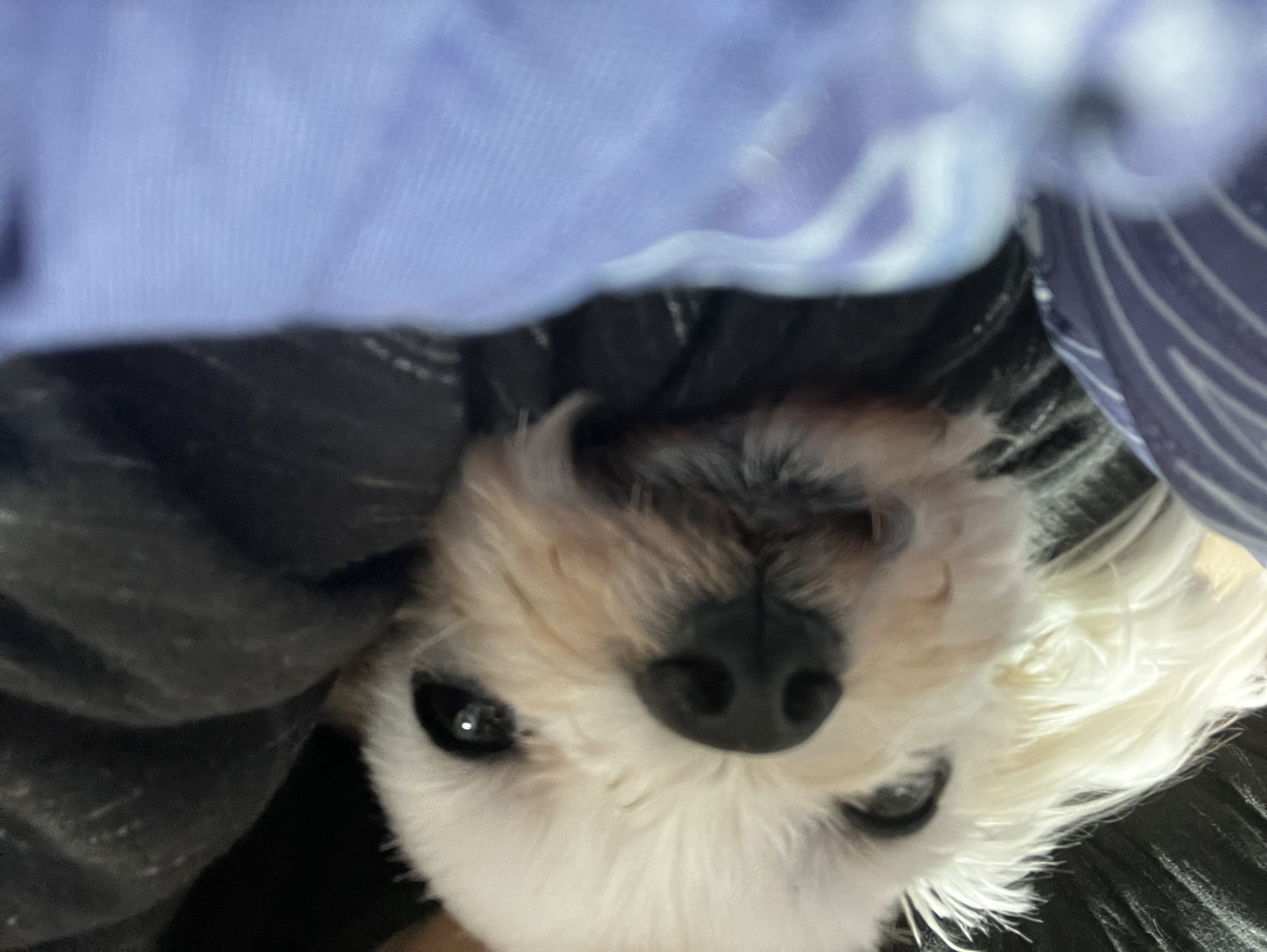 유기견보호센터 강아지보호소 고양이보호소 - 펫찾기 17번째 사진