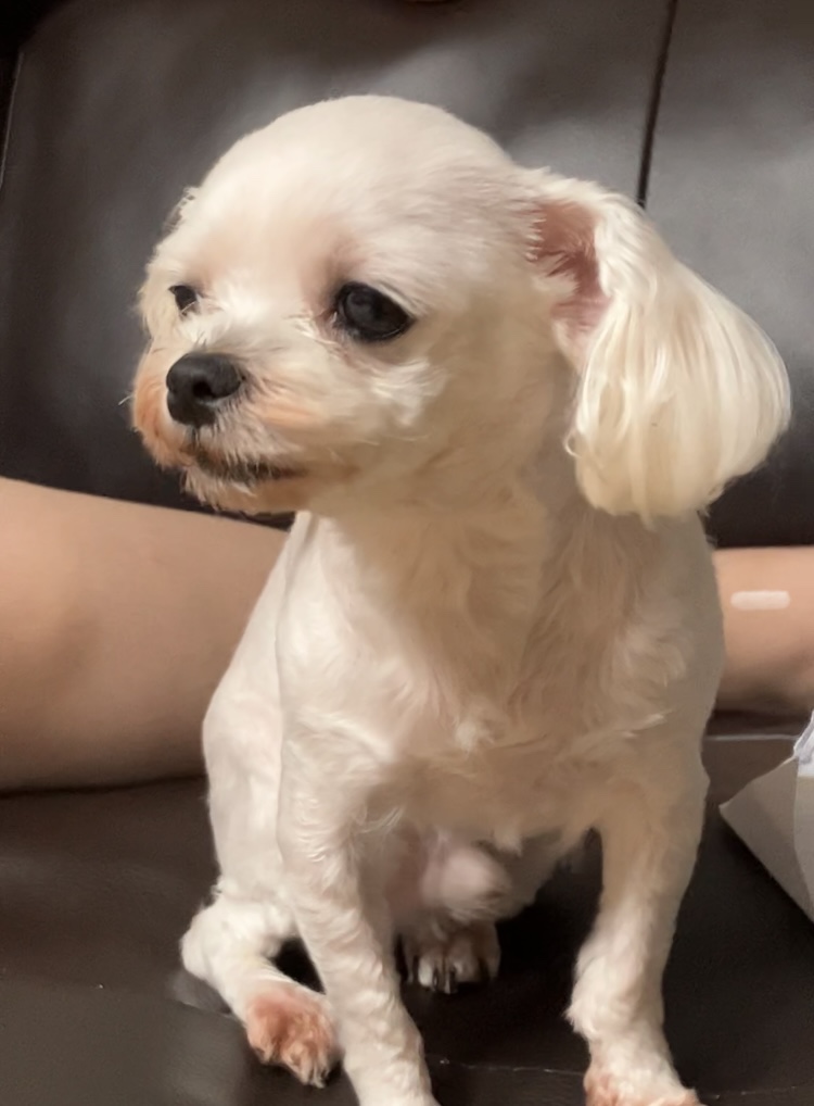 유기견보호센터 강아지보호소 고양이보호소 - 펫찾기 15번째 사진