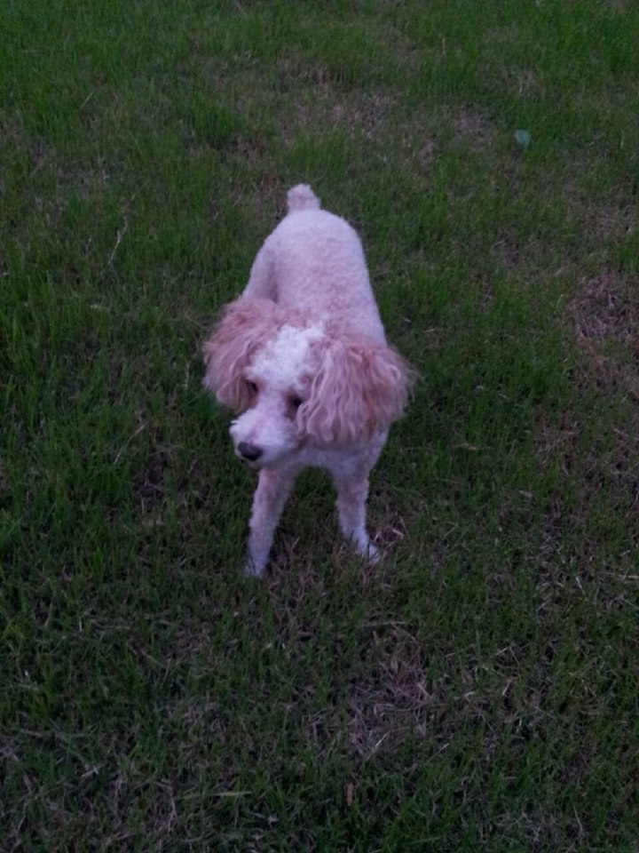 하우현성당,청계산,의왕에서 레오를 찾아주세요. - 강아지 찾아요 - 유기견 보호 센터 - 이미지 1