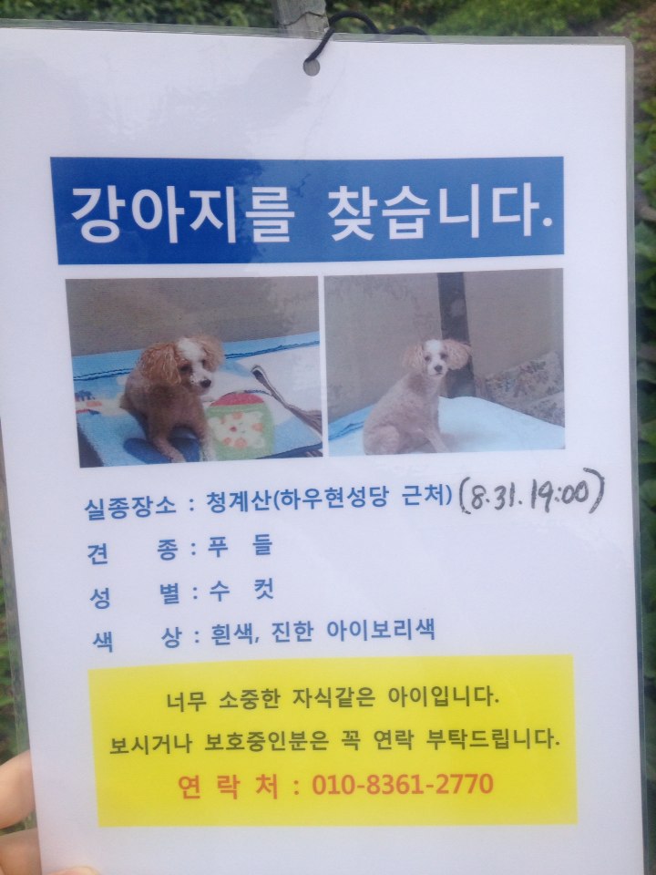 하우현성당,청계산,의왕에서 레오를 찾아주세요. - 강아지 찾아요 - 유기견 보호 센터 - 이미지 2