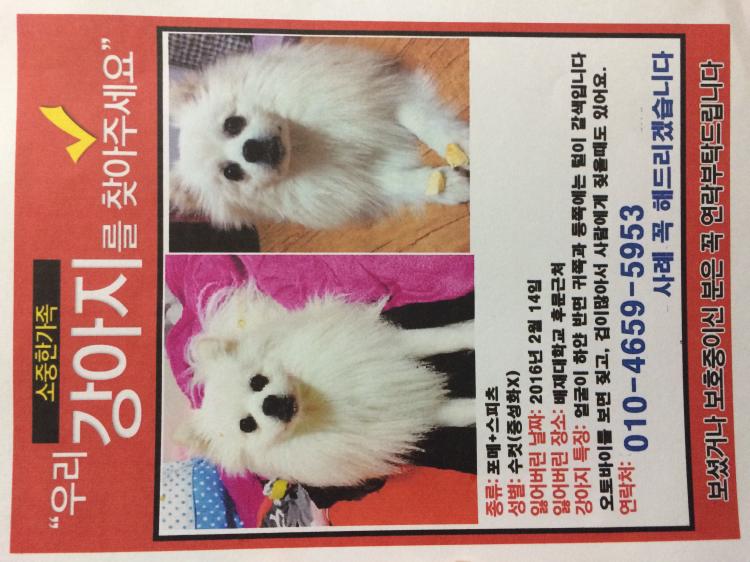 유기견보호센터 강아지보호소 고양이보호소 - 펫찾기 9번째 사진