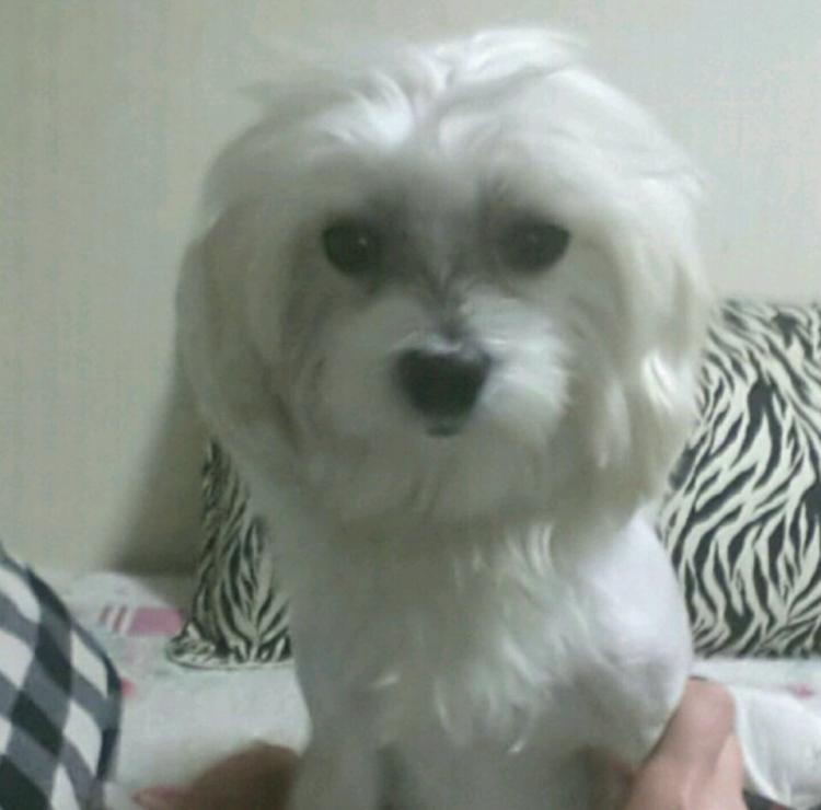 까꿍이(방울이)를 찿습니다