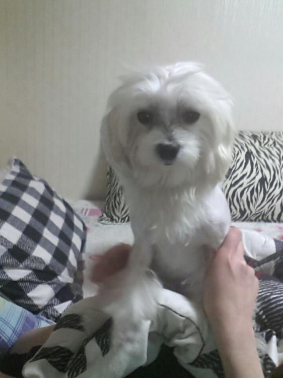 까꿍이(방울이)를 찿습니다 2번째 사진