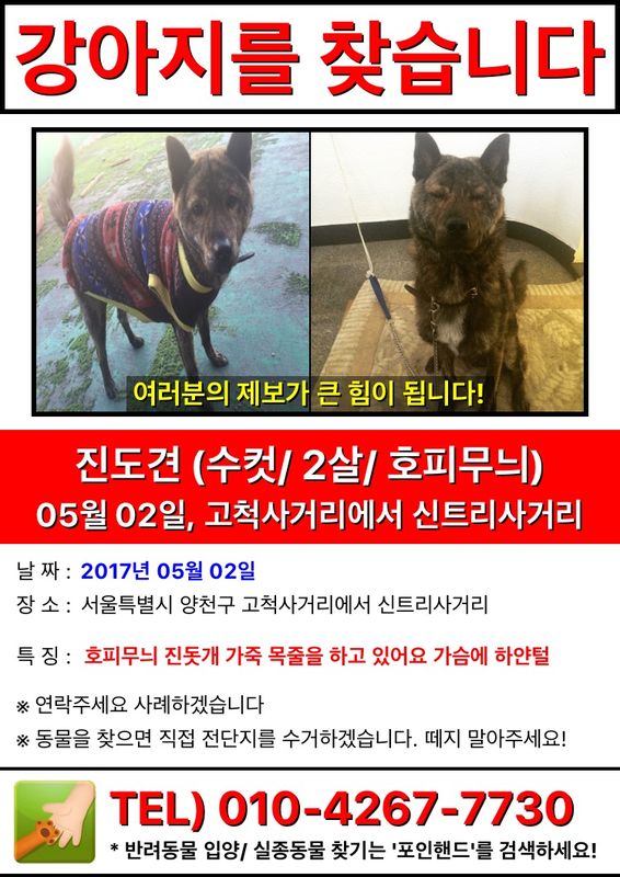 진돗개(호피무늬)를 찾습니다 구로,목동,신정동