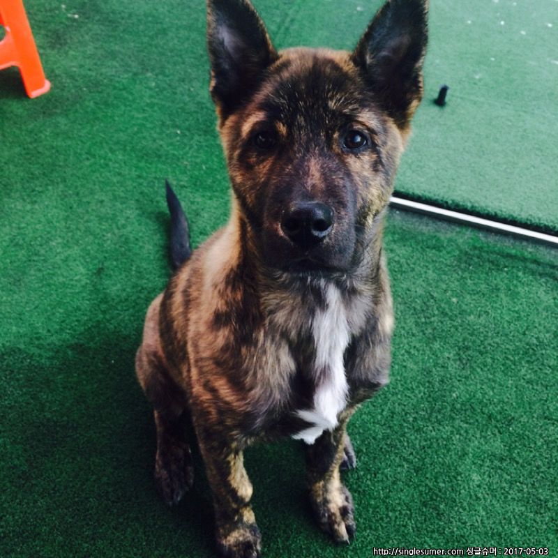 진돗개(호피무늬)를 찾습니다 구로,목동,신정동 2번째 사진