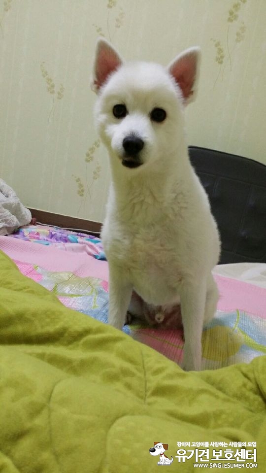 인천 드림파크 체육공원에서 강아지를 잃어버렸습니다. - 강아지 찾아요 - 유기견 보호 센터 - 이미지 2