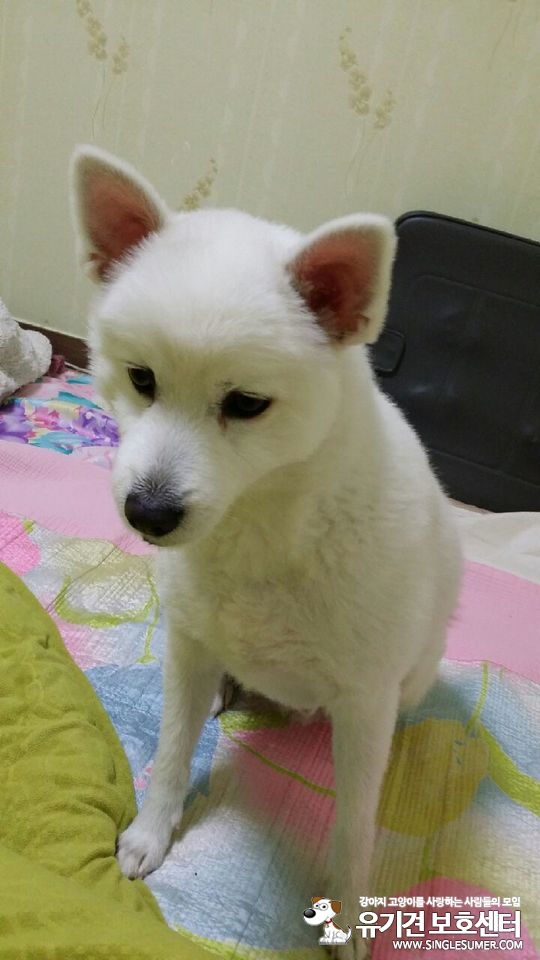 인천 드림파크 체육공원에서 강아지를 잃어버렸습니다. - 강아지 찾아요 - 유기견 보호 센터 - 이미지 1