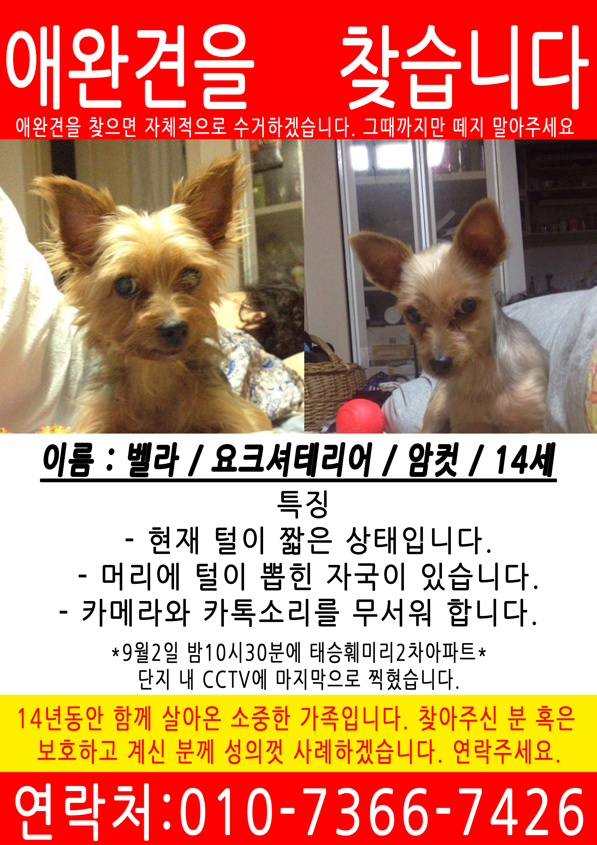 꼭 찾고 싶습니다... 도와주세요 - 강아지 찾아요 - 유기견 보호 센터 - 이미지 1