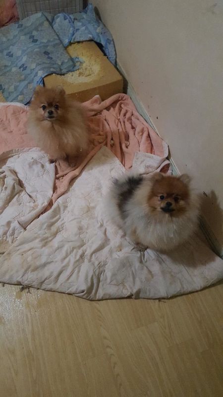 유기견보호센터 강아지보호소 고양이보호소 - 펫찾기 9번째 사진