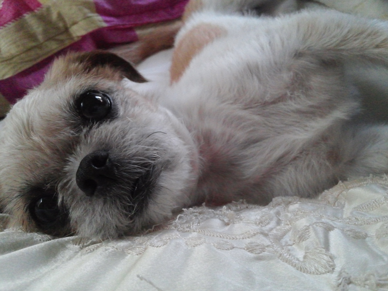 부산동구범일동 시츄처럼생긴믹스견.. - 강아지 찾아요 - 유기견 보호 센터 - 이미지 1