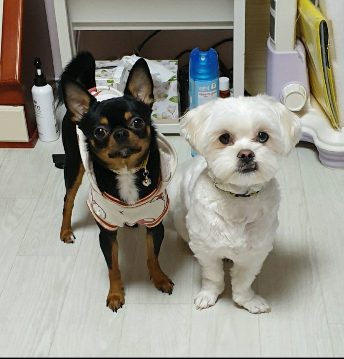 유기견보호센터 강아지보호소 고양이보호소 - 펫찾기 33번째 사진