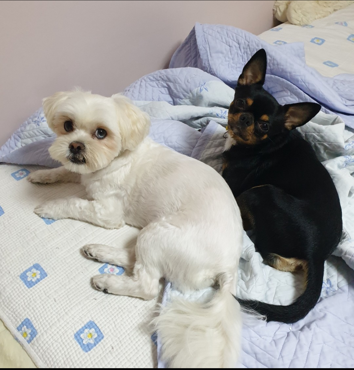 유기견보호센터 강아지보호소 고양이보호소 - 펫찾기 34번째 사진