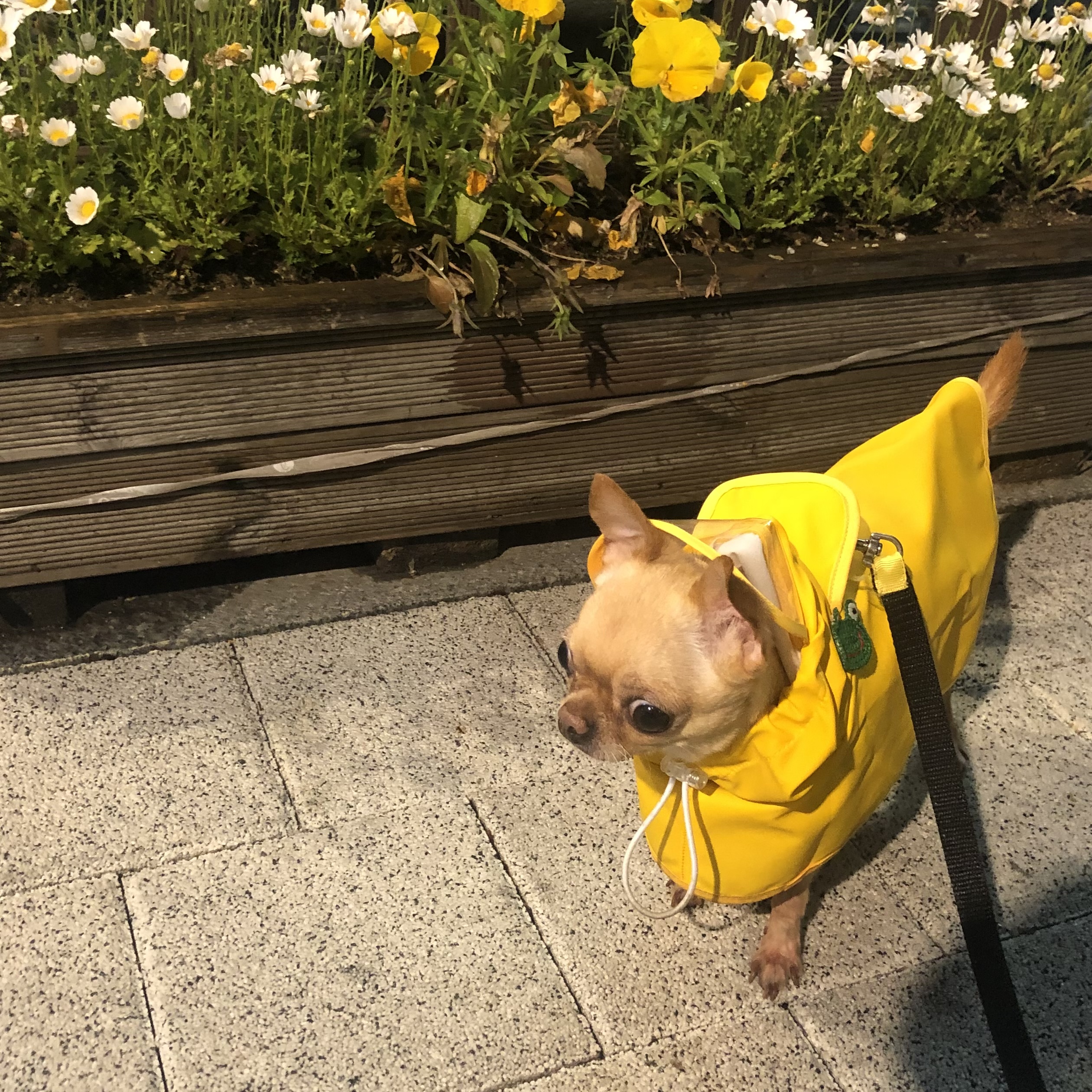 유기견보호센터 강아지보호소 고양이보호소 - 펫찾기 5번째 사진