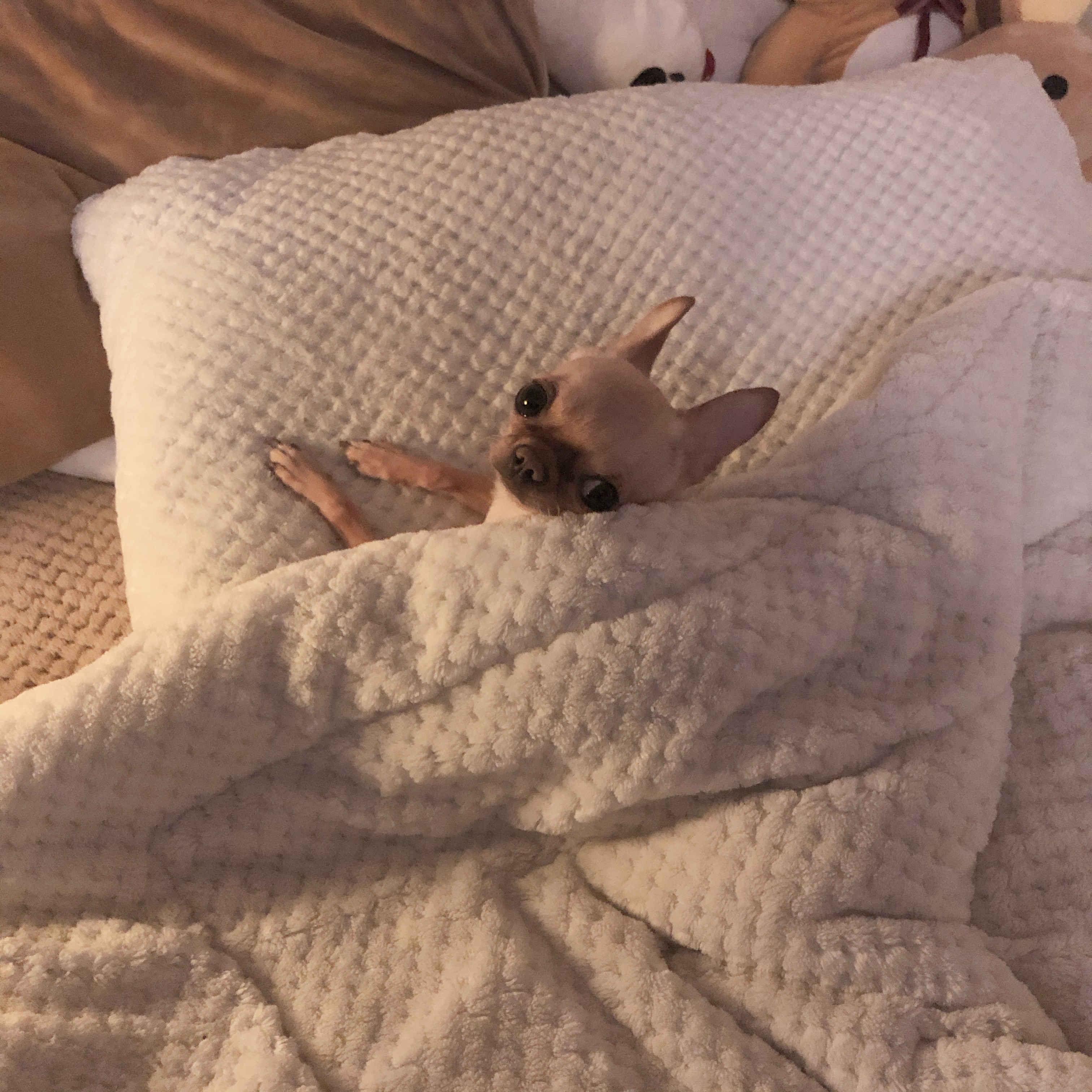 유기견보호센터 강아지보호소 고양이보호소 - 펫찾기 6번째 사진