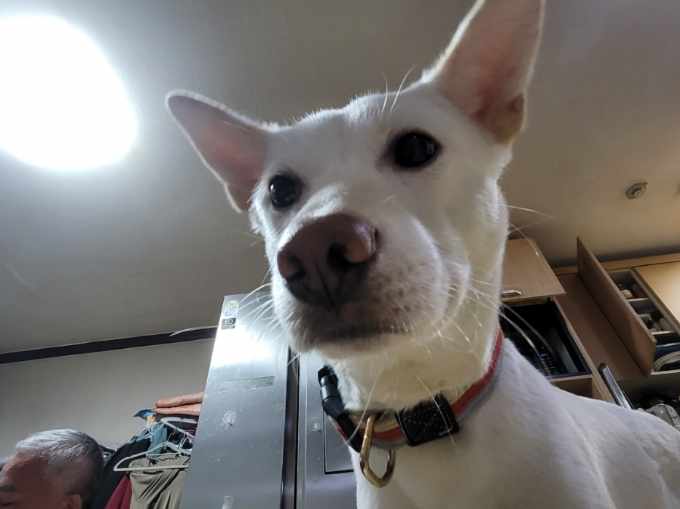 유기견보호센터 강아지보호소 고양이보호소 - 펫찾기 18번째 사진