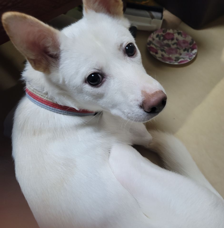 유기견보호센터 강아지보호소 고양이보호소 - 펫찾기 19번째 사진