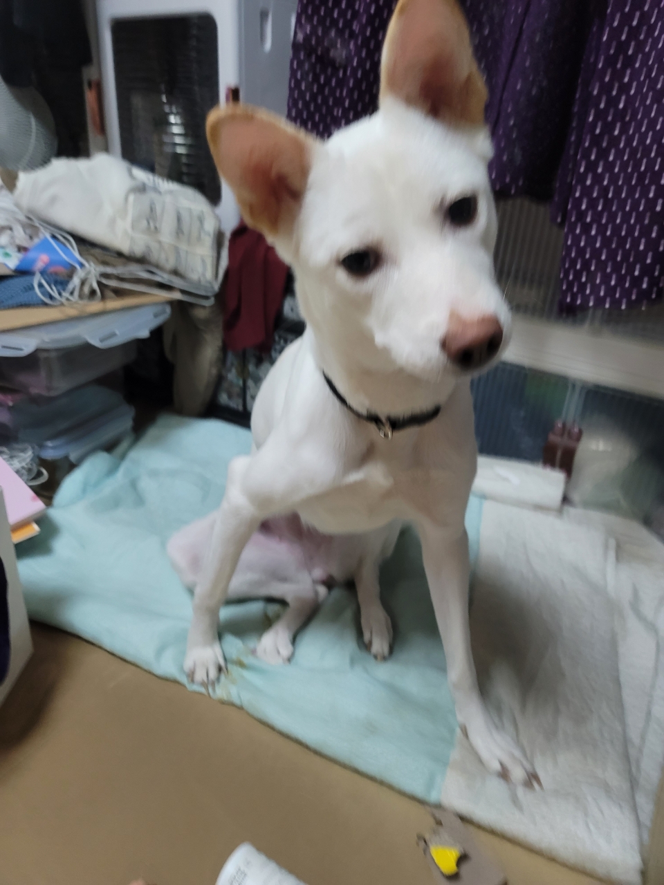 유기견보호센터 강아지보호소 고양이보호소 - 펫찾기 21번째 사진