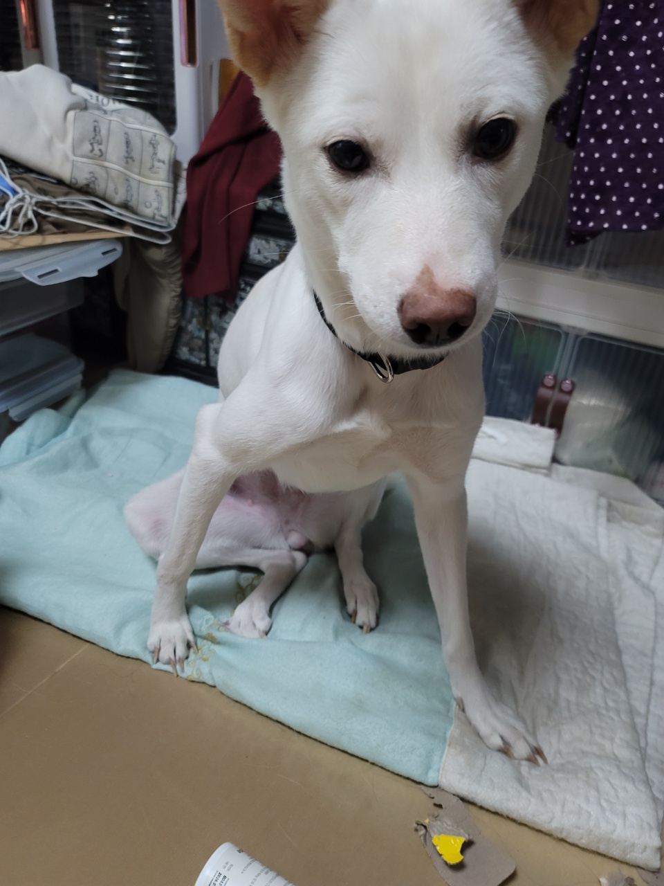 유기견보호센터 강아지보호소 고양이보호소 - 펫찾기 20번째 사진