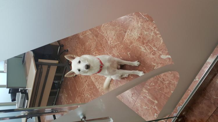 분당 판교에서 진돗개를 잃어버렸습니다 4번째 사진