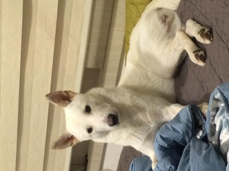 분당 판교에서 진돗개를 잃어버렸습니다 5번째 사진