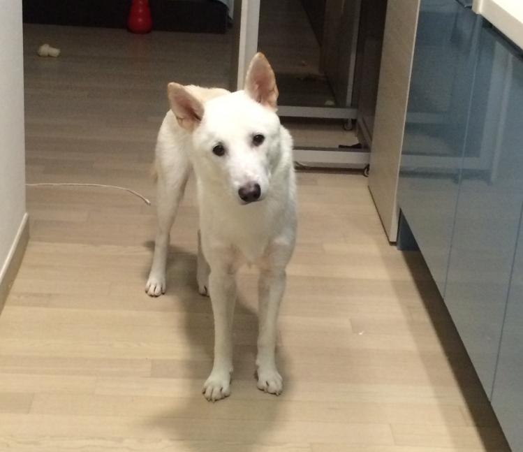 분당 판교에서 진돗개를 잃어버렸습니다 2번째 사진