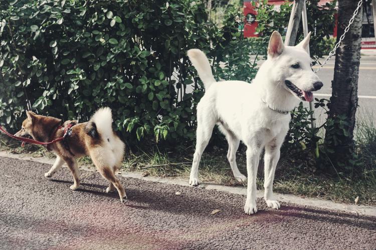 분당 판교에서 진돗개를 잃어버렸습니다 3번째 사진