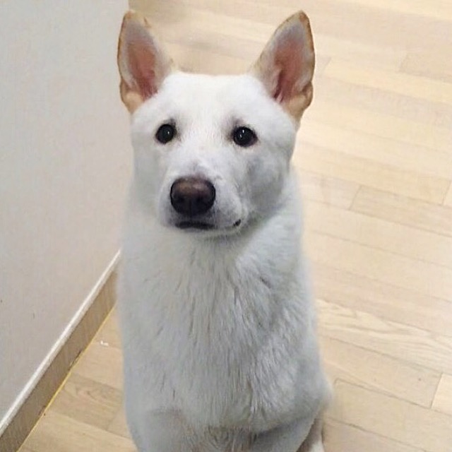 분당 판교에서 진돗개를 잃어버렸습니다