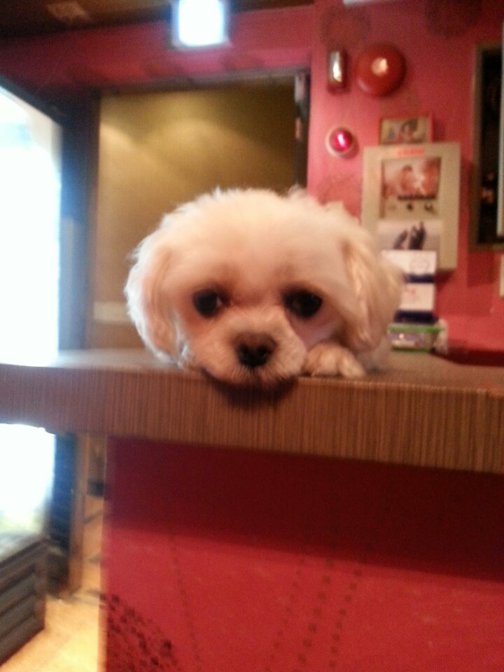 서울 신림동에서 잃어버린 흰색 말티즈를 찾습니다 - 강아지 찾아요 - 유기견 보호 센터 - 이미지 1