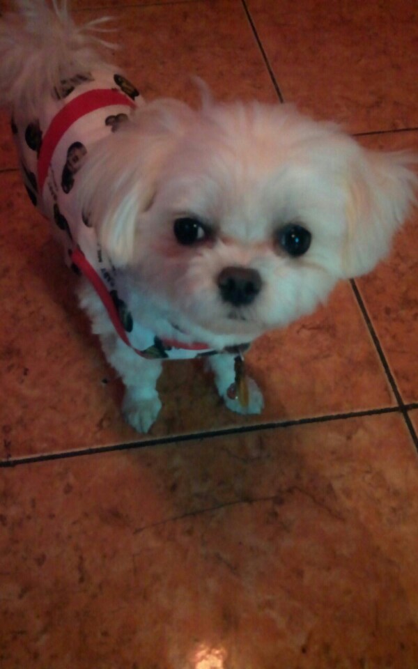 서울 신림동에서 잃어버린 흰색 말티즈를 찾습니다 - 강아지 찾아요 - 유기견 보호 센터 - 이미지 5