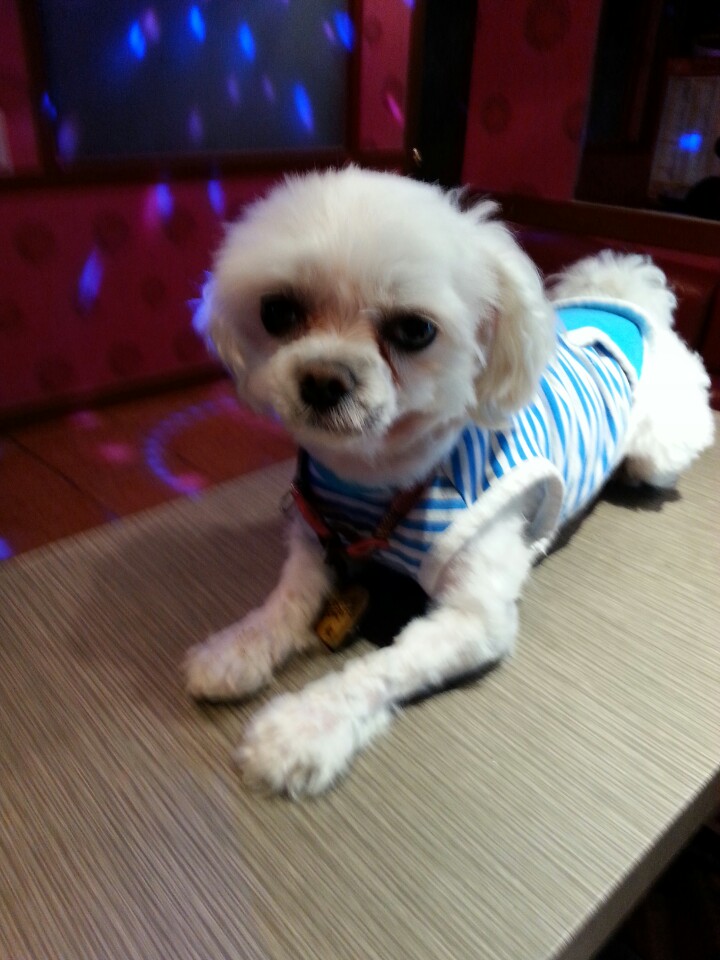 서울 신림동에서 잃어버린 흰색 말티즈를 찾습니다 - 강아지 찾아요 - 유기견 보호 센터 - 이미지 2