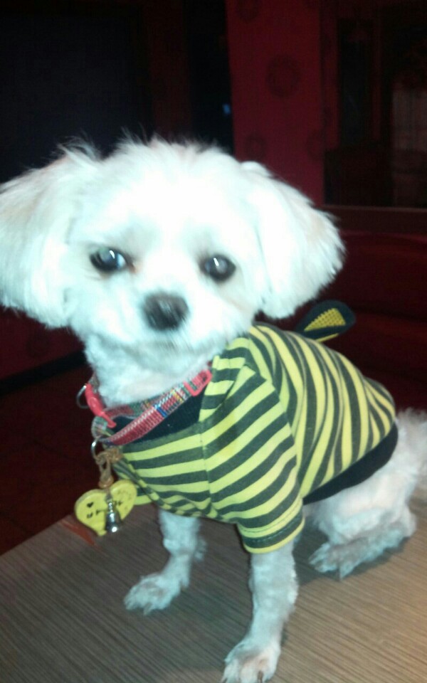 서울 신림동에서 잃어버린 흰색 말티즈를 찾습니다 - 강아지 찾아요 - 유기견 보호 센터 - 이미지 4