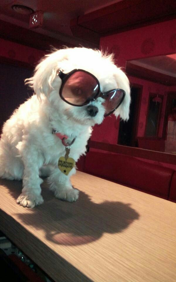 서울 신림동에서 잃어버린 흰색 말티즈를 찾습니다 - 강아지 찾아요 - 유기견 보호 센터 - 이미지 6