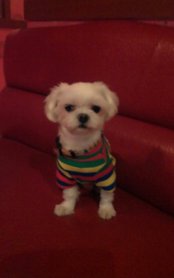 서울 신림동에서 잃어버린 흰색 말티즈를 찾습니다 - 강아지 찾아요 - 유기견 보호 센터 - 이미지 3