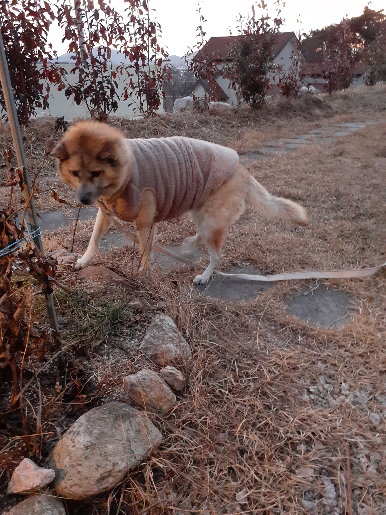 유기견보호센터 강아지보호소 고양이보호소 - 펫찾기 9번째 사진