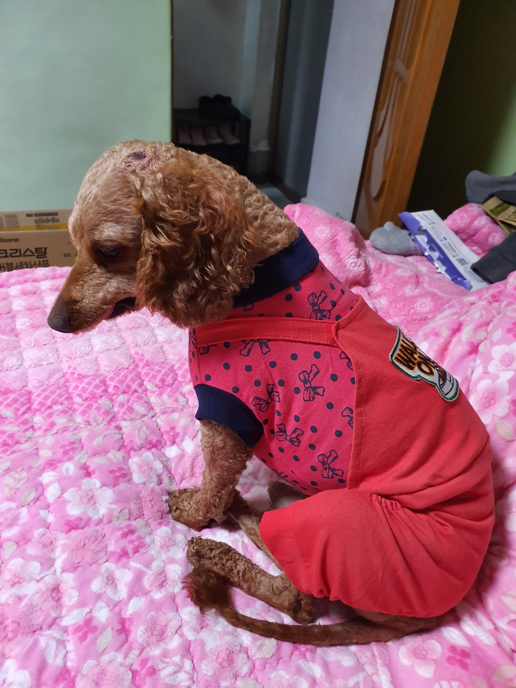 유기견보호센터 강아지보호소 고양이보호소 - 펫찾기 9번째 사진