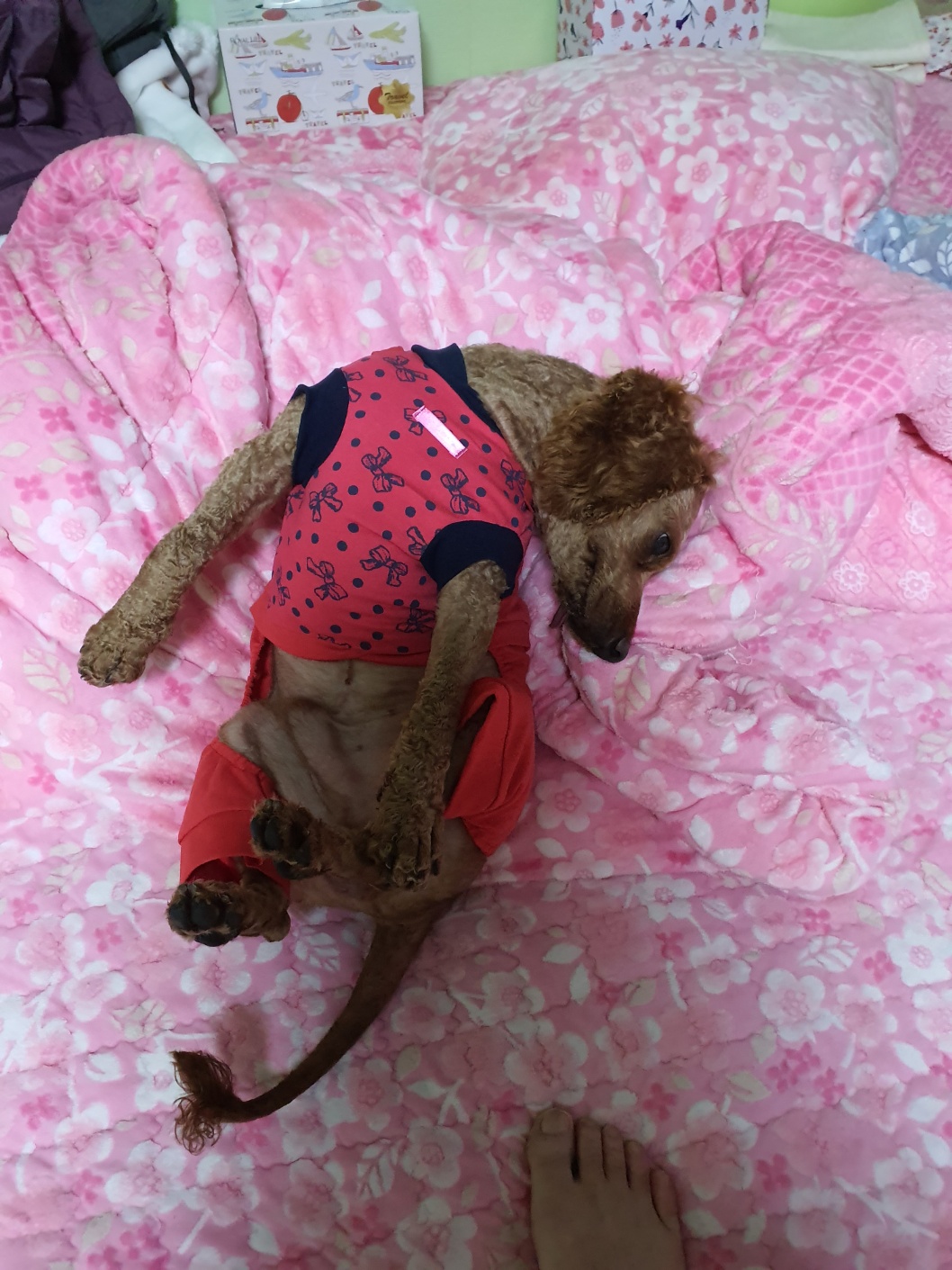 유기견보호센터 강아지보호소 고양이보호소 - 펫찾기 12번째 사진