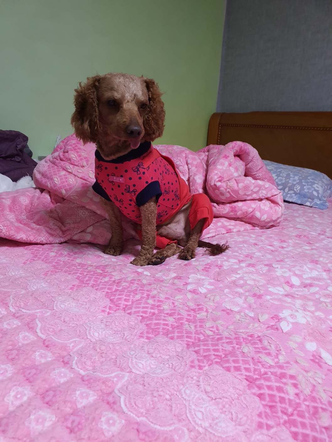 유기견보호센터 강아지보호소 고양이보호소 - 펫찾기 11번째 사진