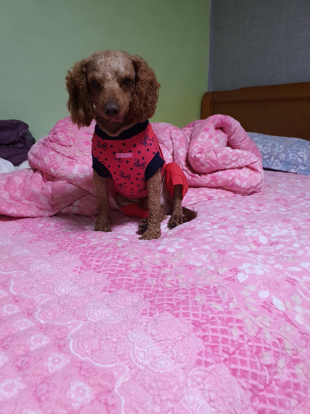 유기견보호센터 강아지보호소 고양이보호소 - 펫찾기 10번째 사진