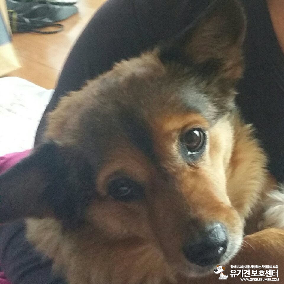 강아지를 찾습니다 - 강아지 찾아요 - 유기견 보호 센터 - 이미지 1