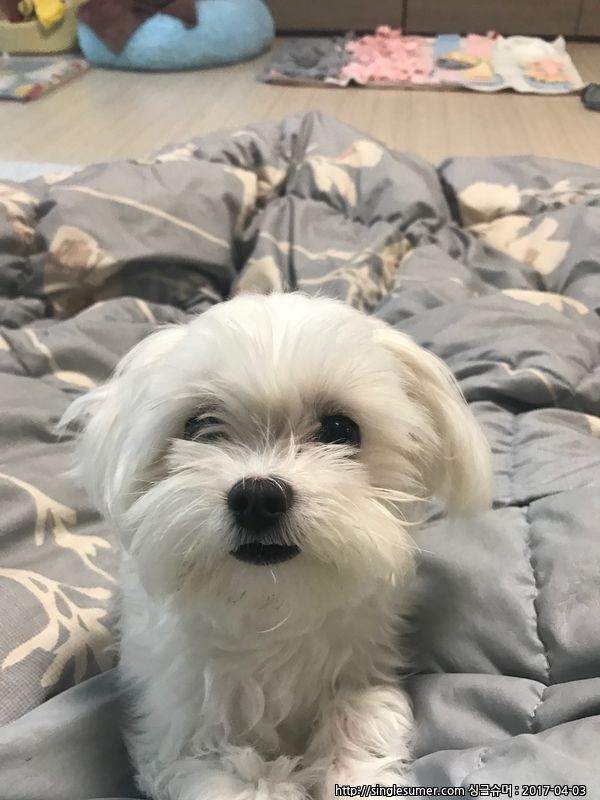 말티즈를 찾습니다