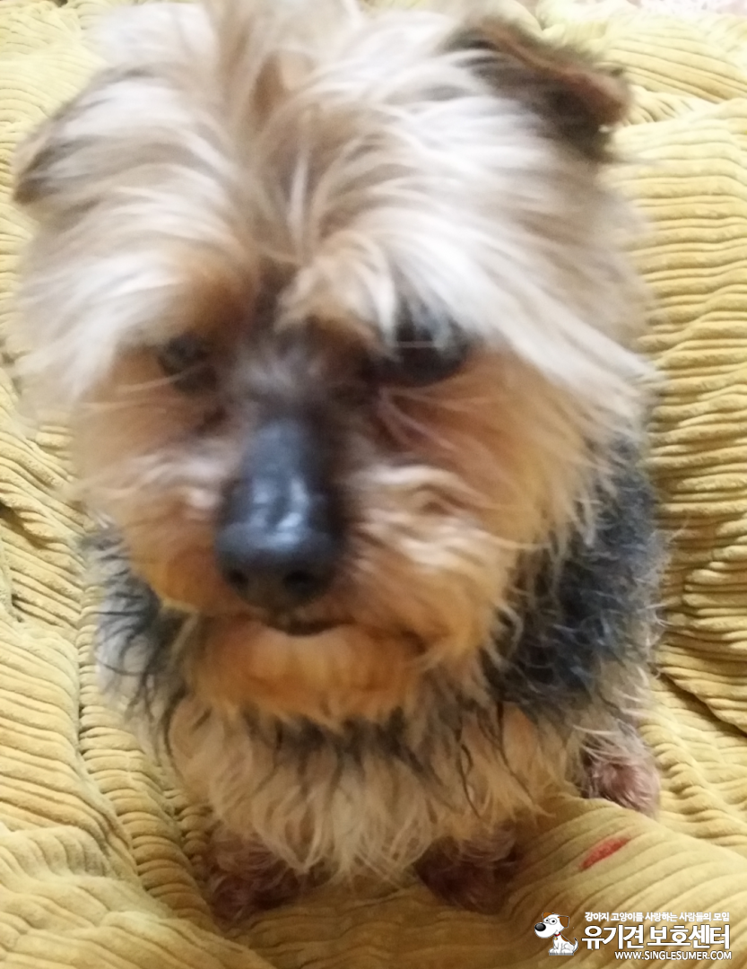강아지를 찾습니다/경남 양산/요크셔테리어 - 강아지 찾아요 - 유기견 보호 센터 - 이미지 1