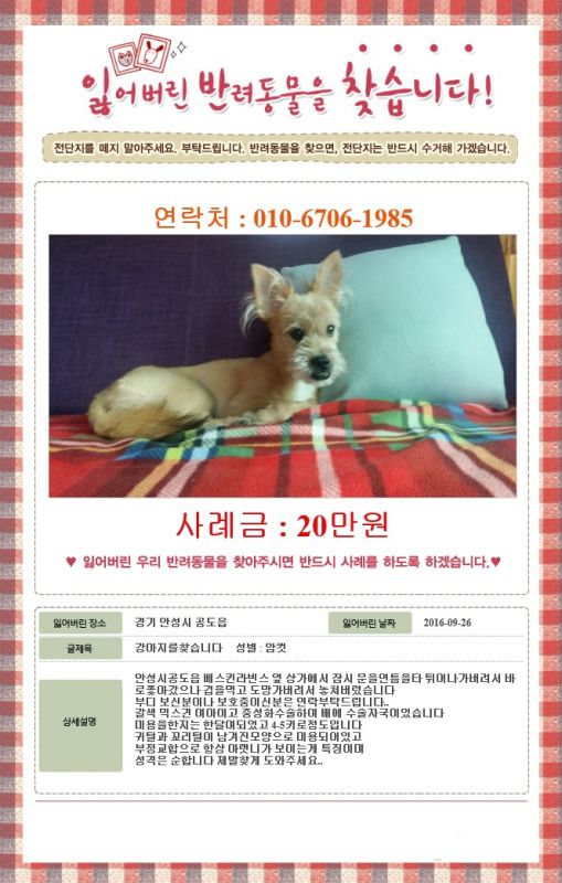 안성 공도 8개월 슈나우저 믹스견 여아 연한갈색털 강아지 찾아요