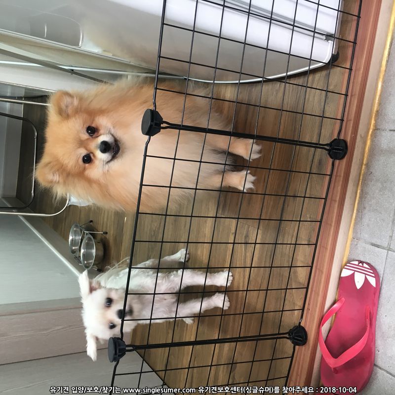 연신내 포메라니안
