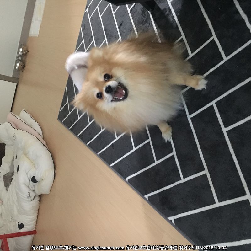 연신내 포메라니안 3번째 사진
