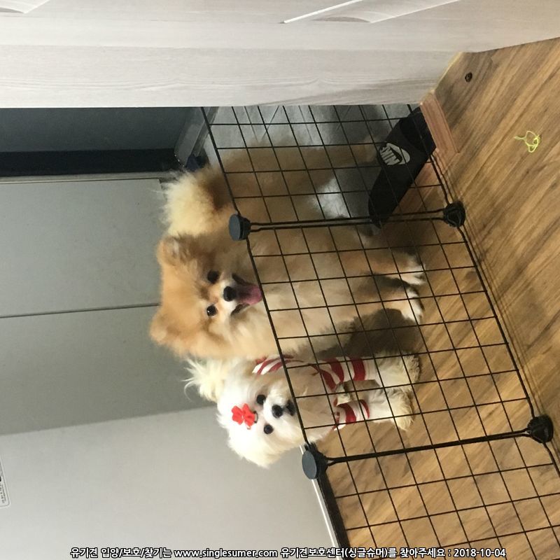 연신내 포메라니안 2번째 사진