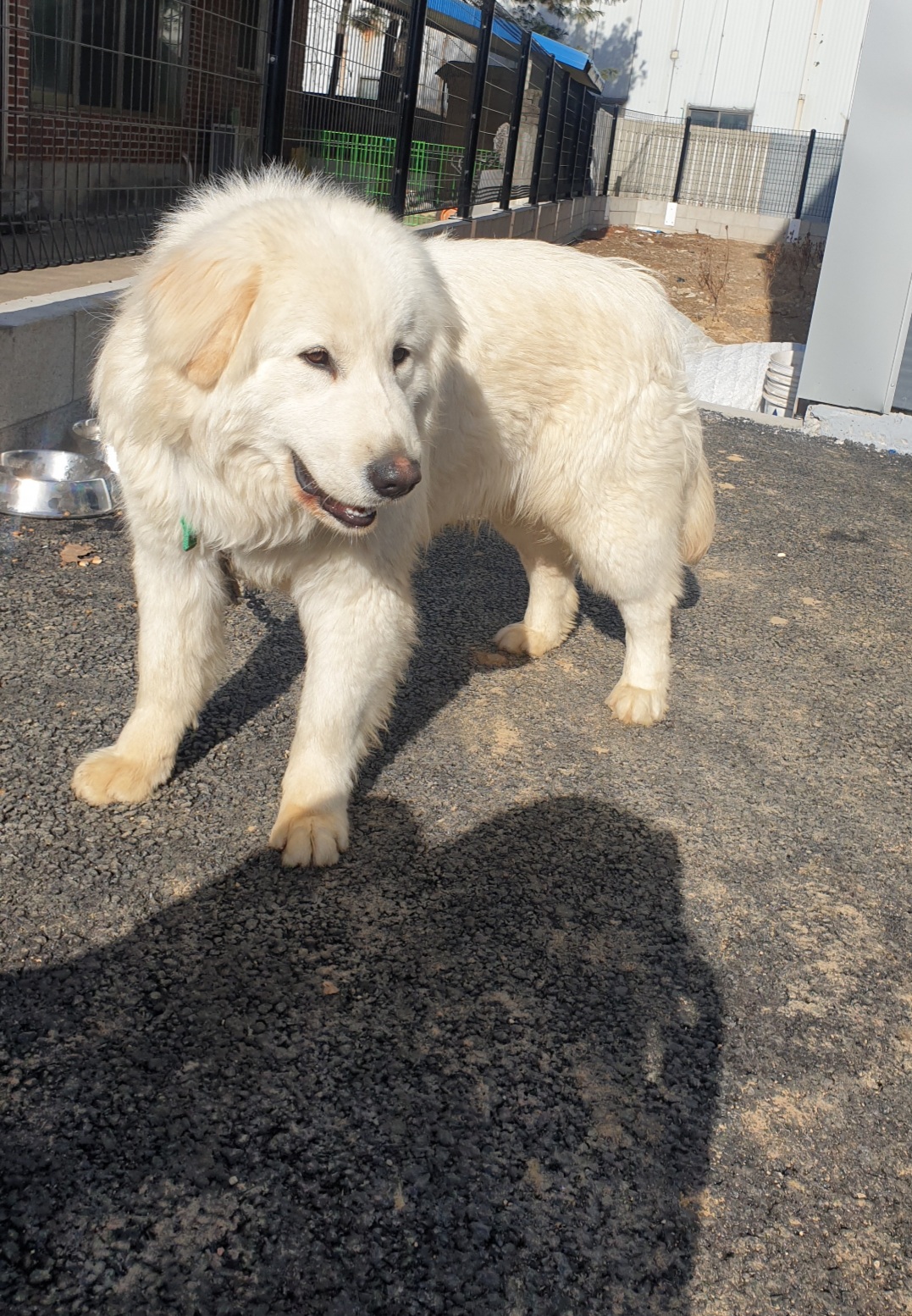 남자 골든리트리버 믹스견 찾습니다 - 강아지 찾아요 - 유기견 보호 센터 - 이미지 2
