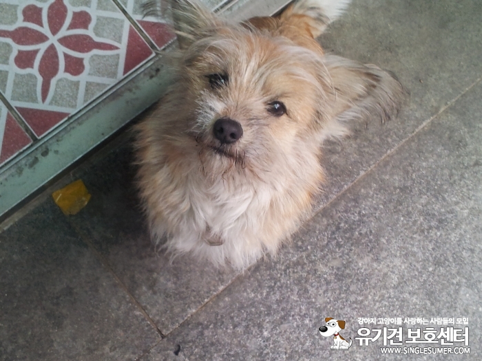 똘이를 찾습니다. - 강아지 찾아요 - 유기견 보호 센터 - 이미지 1