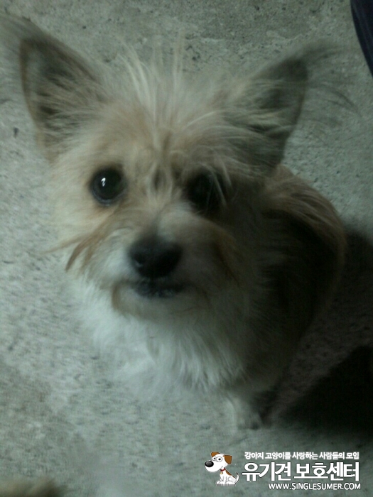 똘이를 찾습니다. - 강아지 찾아요 - 유기견 보호 센터 - 이미지 2